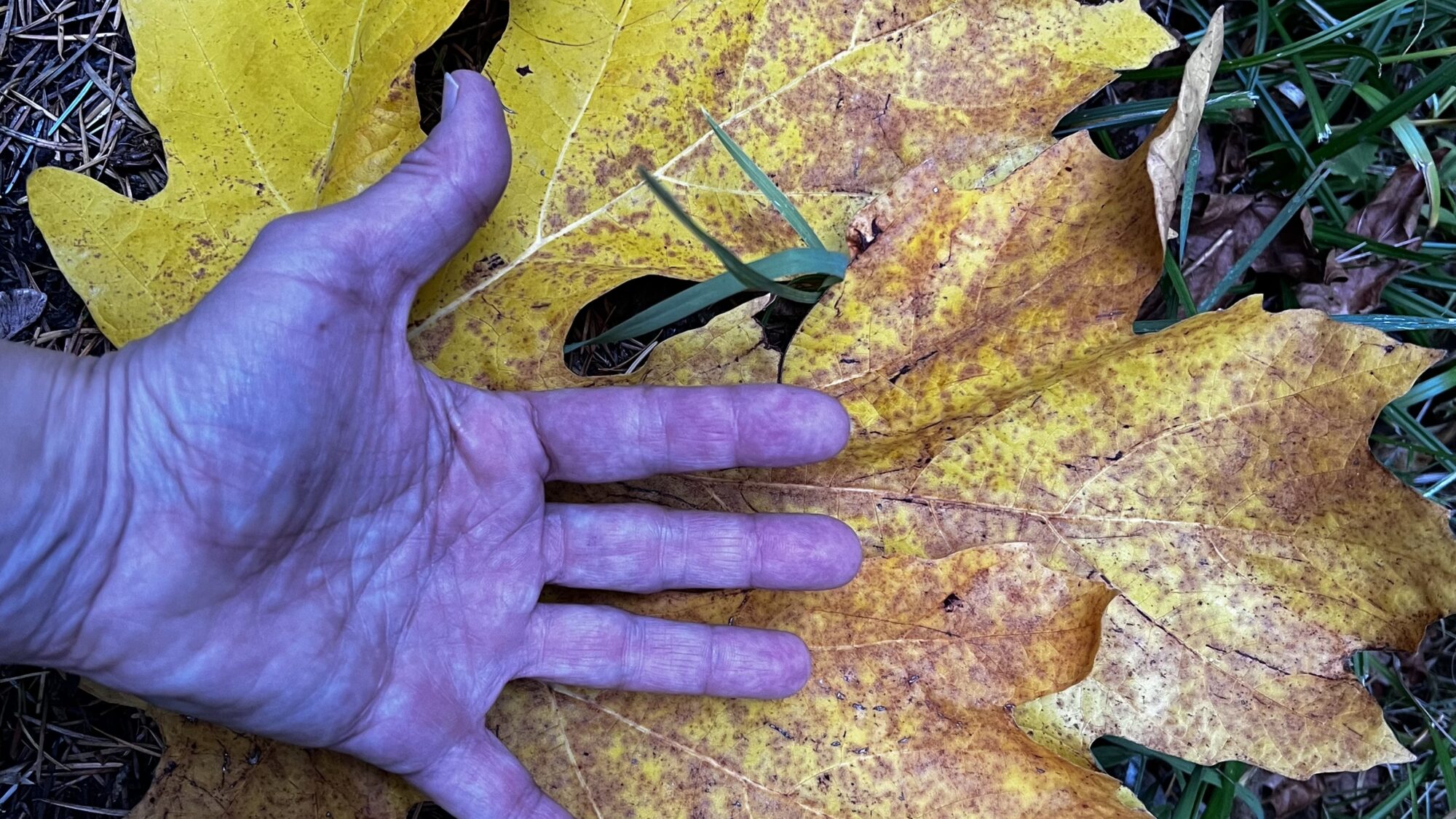 Hand upon a large maple leaf