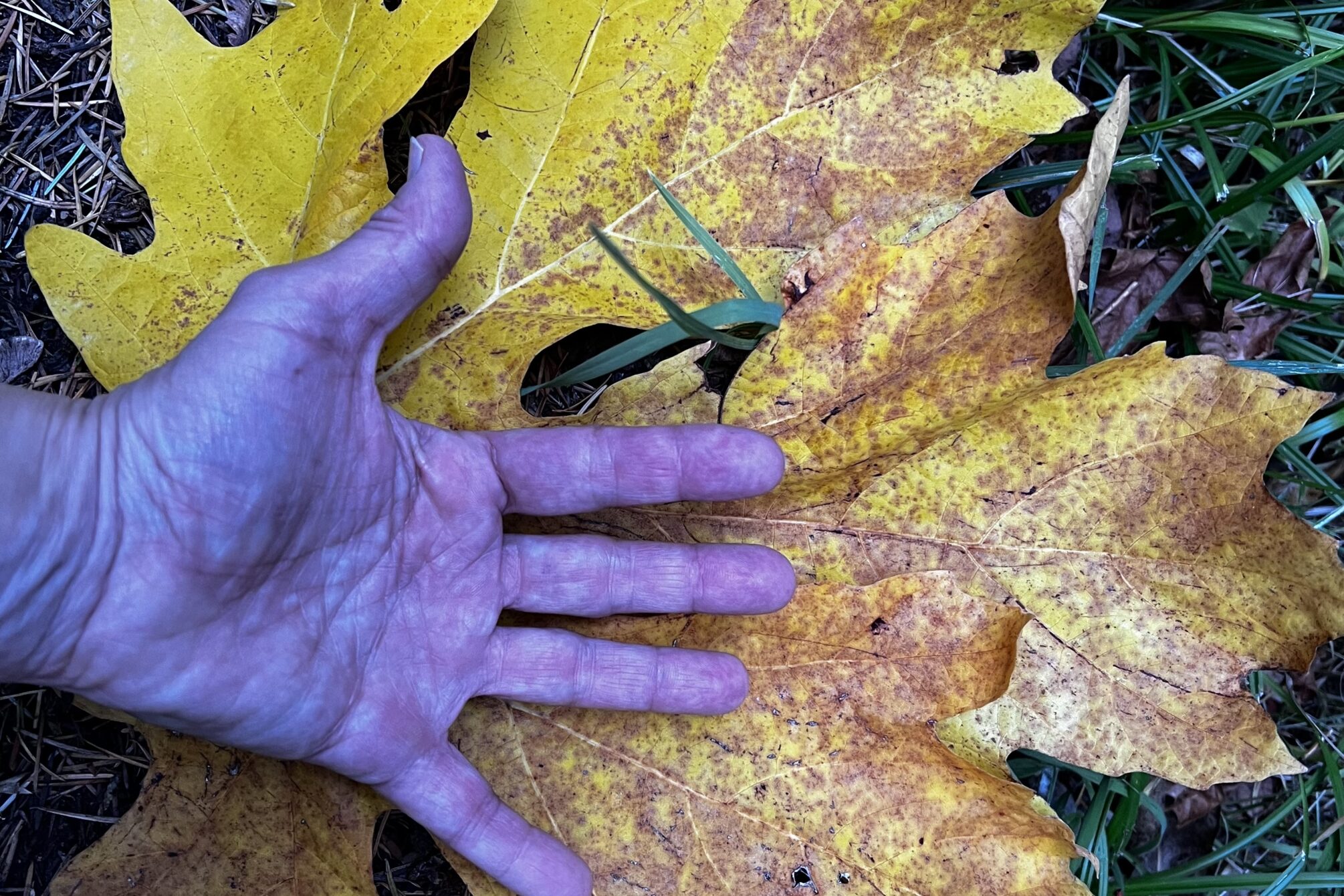 Hand upon a large maple leaf